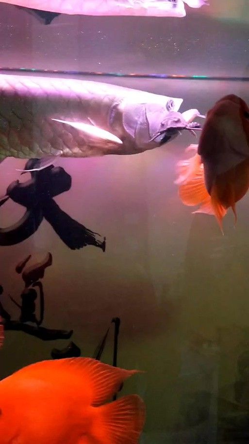 清道夫能放在銀龍魚魚缸里嗎 清道夫能放在銀龍魚魚缸里嗎 龍魚百科 第5張