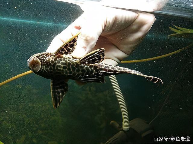 清道夫能放在銀龍魚魚缸里嗎 清道夫能放在銀龍魚魚缸里嗎 龍魚百科 第8張