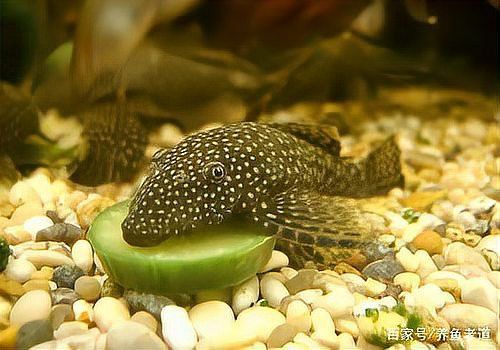清道夫能放在銀龍魚魚缸里嗎 清道夫能放在銀龍魚魚缸里嗎 龍魚百科 第11張