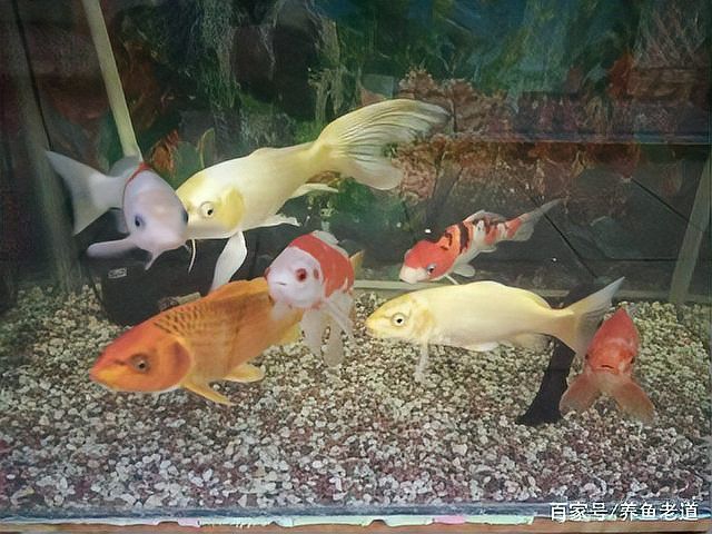 清道夫能放在銀龍魚魚缸里嗎 清道夫能放在銀龍魚魚缸里嗎 龍魚百科 第10張