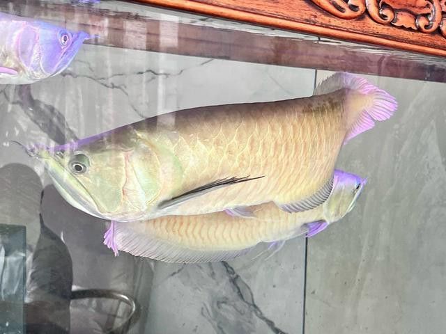 清道夫能放在銀龍魚魚缸里嗎 清道夫能放在銀龍魚魚缸里嗎 龍魚百科 第12張
