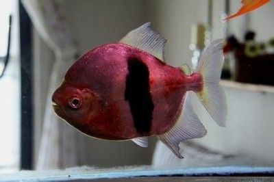 銀板魚苗混養(yǎng)疾病預(yù)防：銀板魚苗混養(yǎng)時(shí)疾病預(yù)防