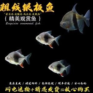 銀板魚苗混養(yǎng)疾病預(yù)防：銀板魚苗混養(yǎng)時(shí)疾病預(yù)防