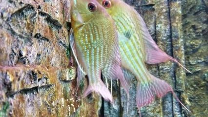 龍魚和關刀可以混養(yǎng)（龍魚和關刀可以混養(yǎng)嗎）