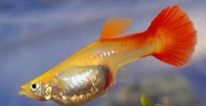 金元寶魚是胎生還是卵生