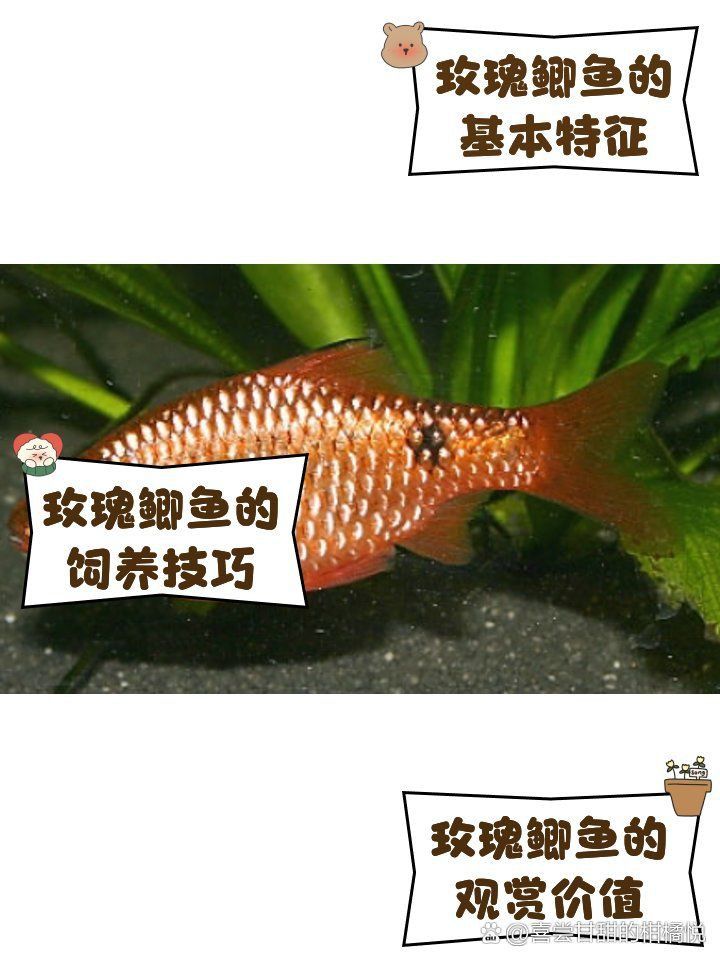 金元寶魚是胎生還是卵生