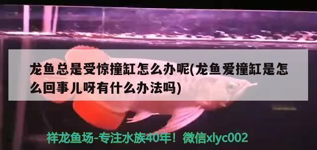 龍魚把大白片吃了沒事吧怎么辦：(龍魚吞食大白片受驚撞缸怎么辦呢 龍魚把大白片吃了沒事吧怎么辦：(龍魚吞食大白片受驚撞缸怎么辦呢 龍魚百科 第6張
