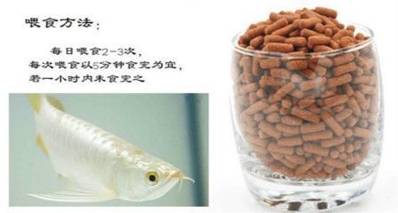 如何正確的喂食龍魚：喂食龍魚時的安全