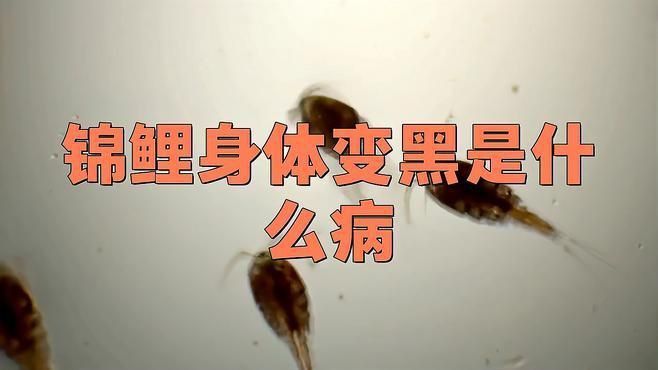 如何判斷錦鯉發紅是哪種原因？