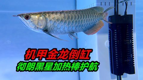 金龍魚斷尾怎么辦啊：關于金龍魚斷尾的問題