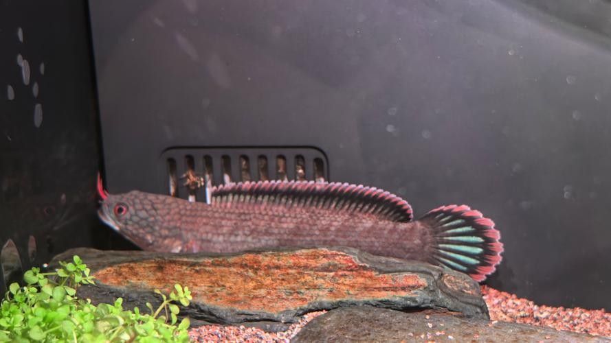 雷龍魚可以和龍魚混養嗎圖片大全 雷龍魚可以和龍魚混養嗎圖片大全 龍魚百科 第14張
