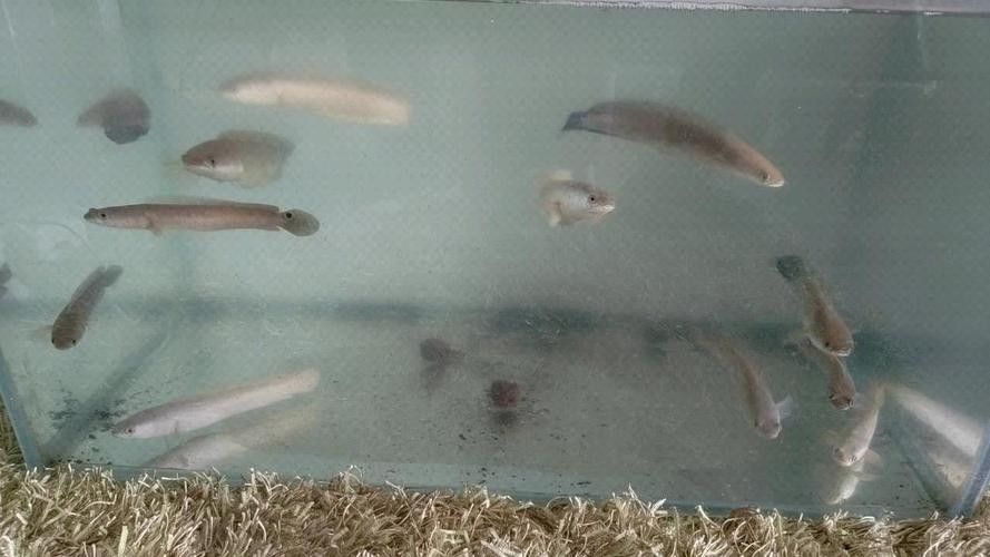 雷龍魚可以和龍魚混養嗎圖片大全 雷龍魚可以和龍魚混養嗎圖片大全 龍魚百科 第8張
