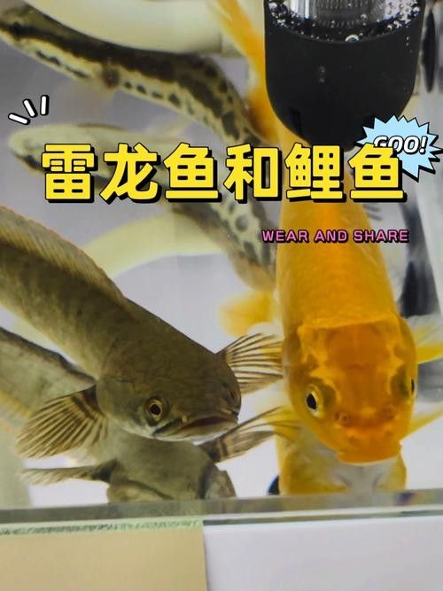 雷龍魚可以和龍魚混養嗎圖片大全 雷龍魚可以和龍魚混養嗎圖片大全 龍魚百科 第10張