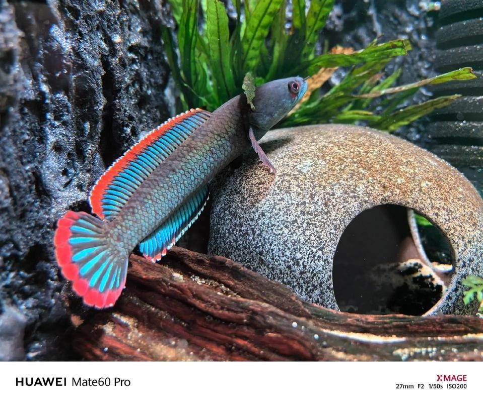 雷龍魚可以和龍魚混養嗎圖片大全 雷龍魚可以和龍魚混養嗎圖片大全 龍魚百科 第16張