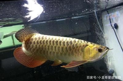 金龍魚多大發色好看，：金龍魚多大發色好看金龍魚多大發色好看