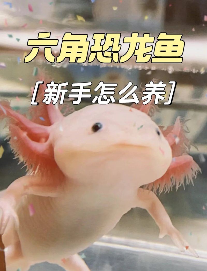 六角恐龍魚(yú)需要打氧氣嗎？