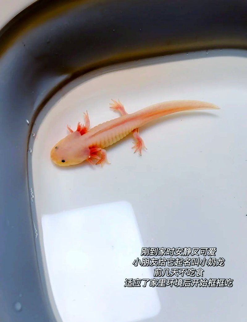 六角恐龍魚(yú)需要打氧氣嗎？