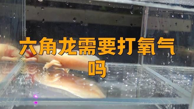 六角恐龍魚需要打氧氣嗎？