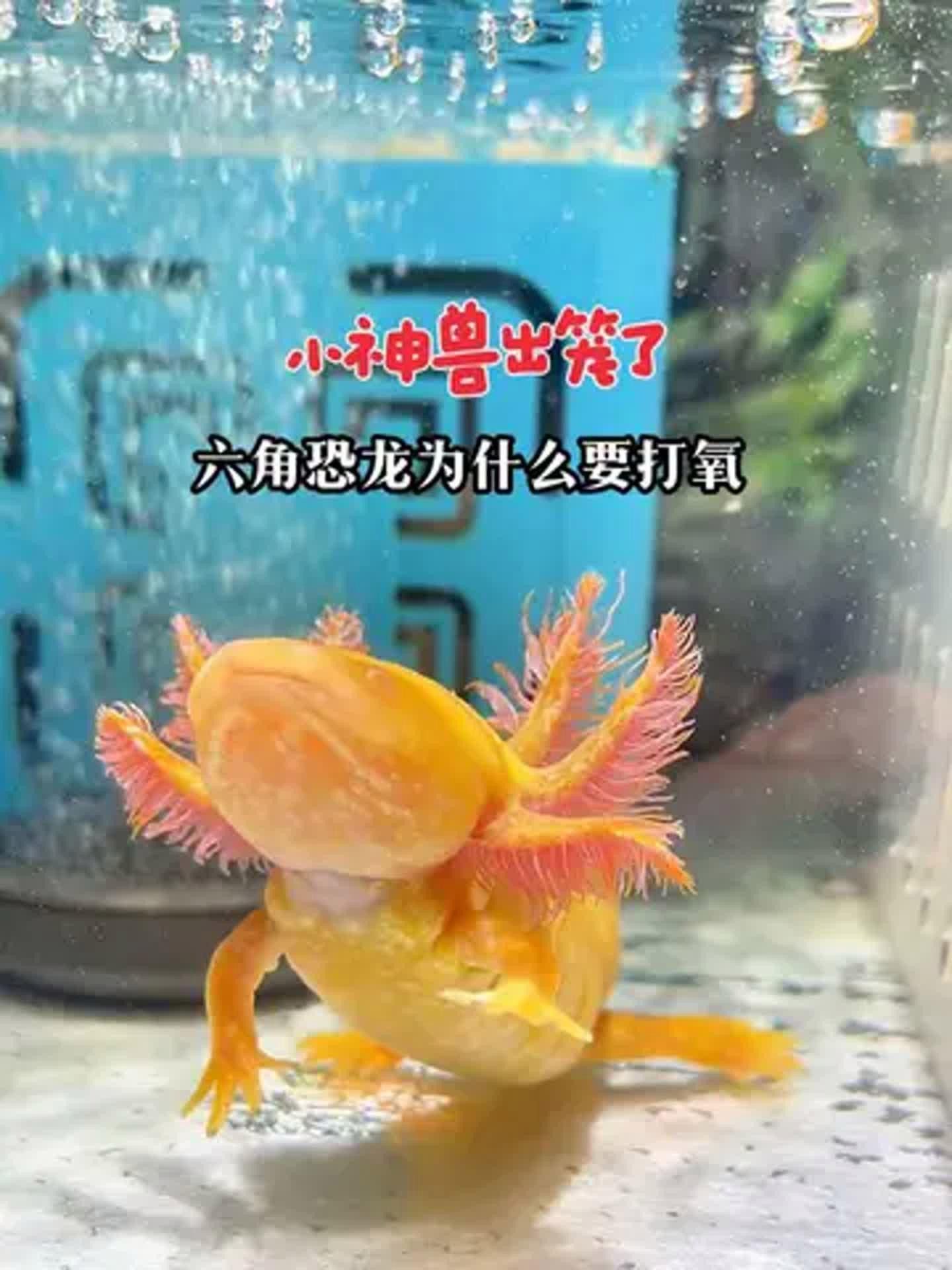六角恐龍魚需要打氧氣嗎？