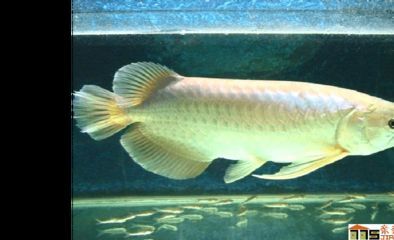 養龍魚需要注意以下幾個問題，養龍魚需要注意以下幾點：養龍魚需要注意什么問題 養龍魚需要注意以下幾個問題，養龍魚需要注意以下幾點：養龍魚需要注意什么問題 龍魚百科 第1張