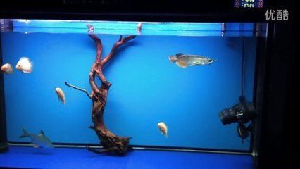 噴點菠蘿魚吃能和金龍魚混養嗎（噴點菠蘿魚和金龍魚可以混養嗎？） 噴點菠蘿魚吃能和金龍魚混養嗎（噴點菠蘿魚和金龍魚可以混養嗎？） 龍魚百科 第3張