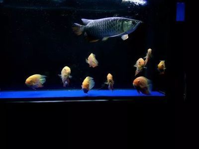 噴點菠蘿魚吃能和金龍魚混養嗎（噴點菠蘿魚和金龍魚可以混養嗎？） 噴點菠蘿魚吃能和金龍魚混養嗎（噴點菠蘿魚和金龍魚可以混養嗎？） 龍魚百科 第1張