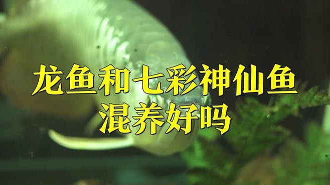 神仙魚龍魚混養 神仙魚龍魚混養 龍魚百科 第1張