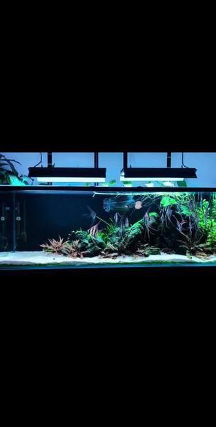 神仙魚龍魚混養 神仙魚龍魚混養 龍魚百科 第5張