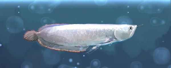 銀龍魚膽子很小嗎（銀龍魚膽小怎么辦）