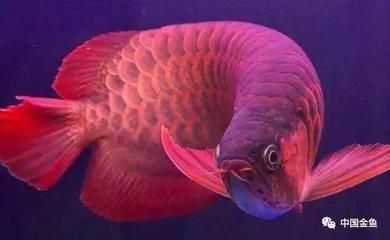 紅龍魚的原產地是哪里的（紅龍魚的原產地主要是印度尼西亞的蘇門答臘和加里曼丹一帶的河流）