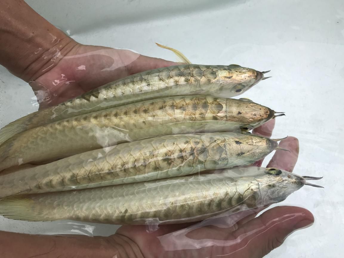 龍魚一次喂多少為宜：龍魚一次喂多少為宜并沒有一個(gè)固定標(biāo)準(zhǔn)，龍魚的喂養(yǎng)建議