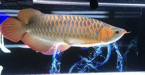 龍魚一次喂多少為宜：龍魚一次喂多少為宜并沒有一個(gè)固定標(biāo)準(zhǔn)，龍魚的喂養(yǎng)建議