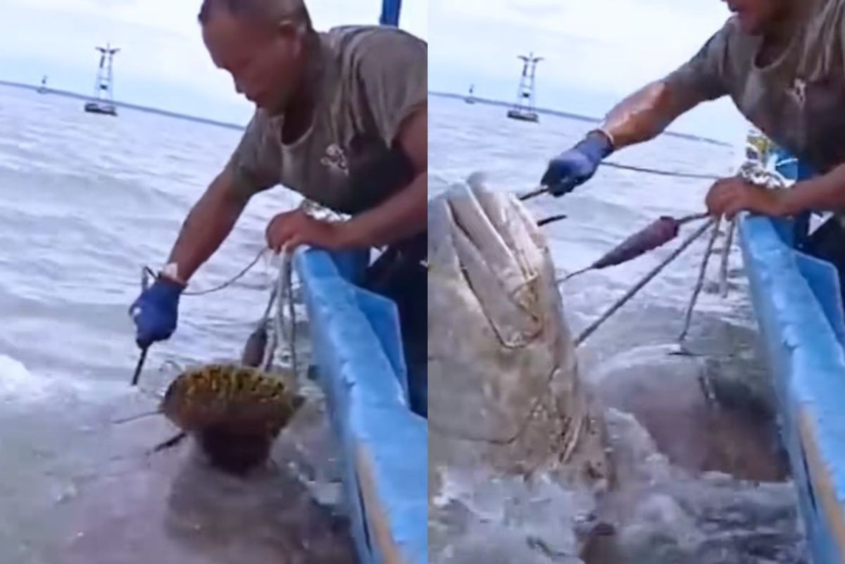 龍躉魚貴嗎