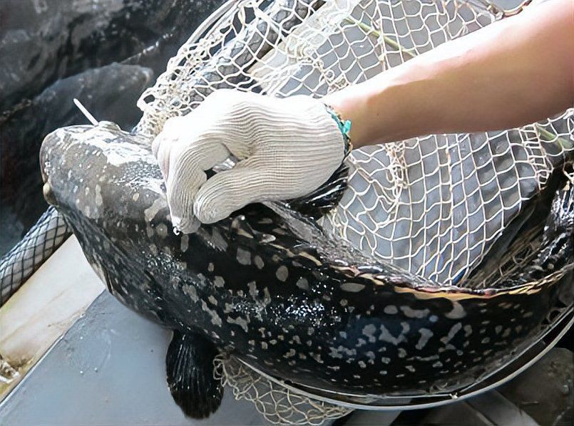 龍躉魚貴嗎
