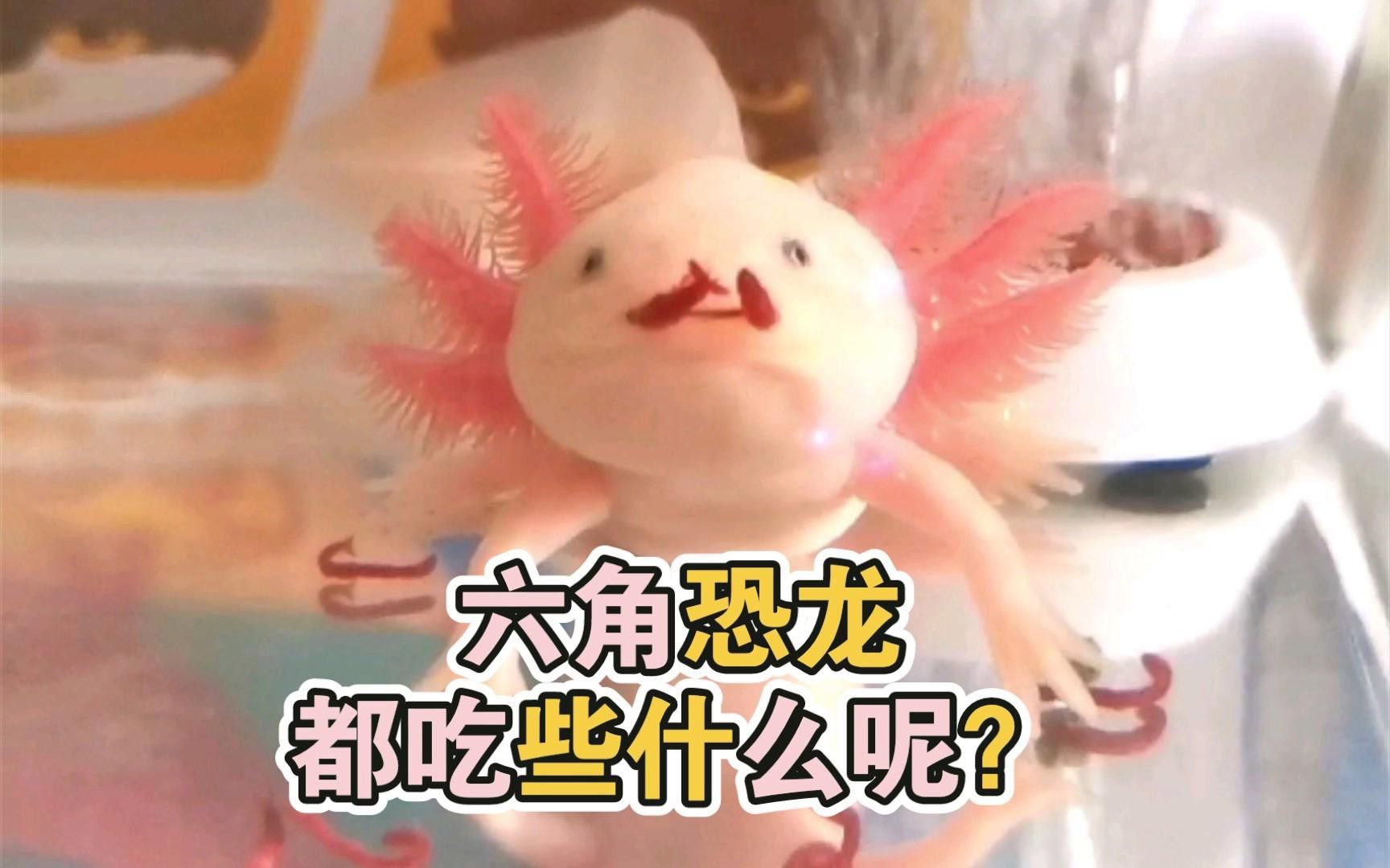 六角龍有哪些常見食物 六角龍有哪些常見食物 龍魚百科 第1張
