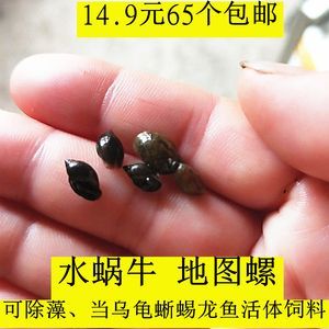 龍魚吃蘋果螺嗎：龍魚可以吃蘋果螺嗎，龍魚可以吃蘋果螺的結論是什么