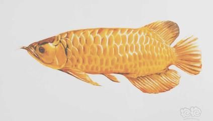 龍魚手機壁紙：紅龍魚壁紙吉祥寓意解析龍魚手機壁紙吉祥寓意解析