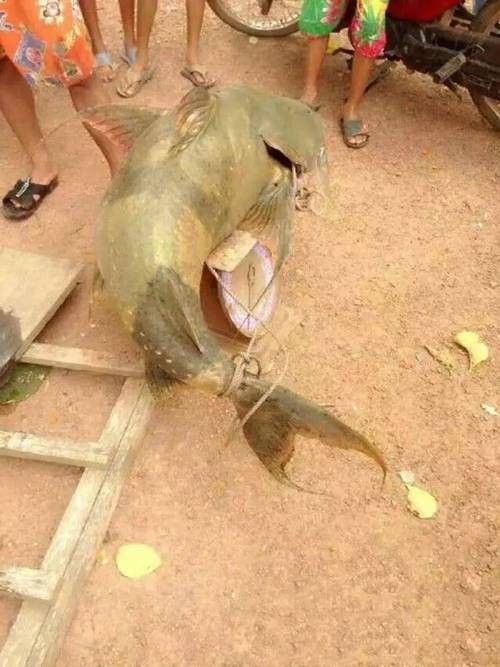 瀾滄江龍魚有刺嗎圖片欣賞