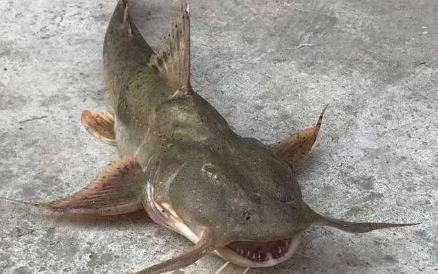 瀾滄江龍魚(yú)有刺嗎圖片欣賞