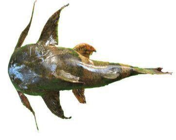 瀾滄江龍魚有刺嗎圖片欣賞