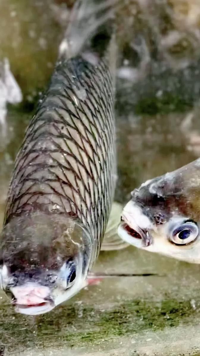 瀾滄江龍魚有刺嗎圖片欣賞