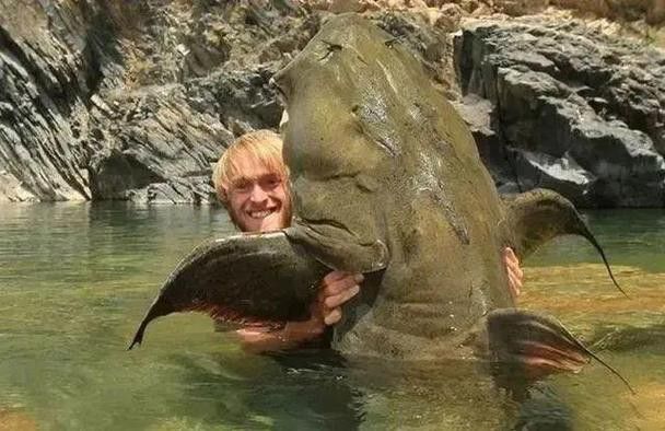 瀾滄江龍魚有刺嗎圖片欣賞