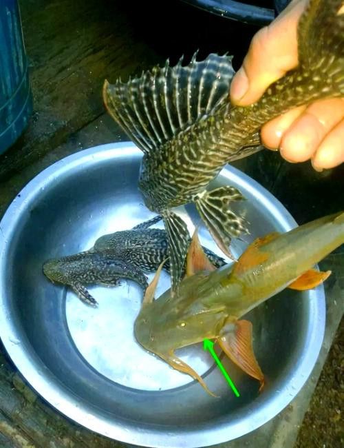 瀾滄江龍魚有刺嗎圖片欣賞