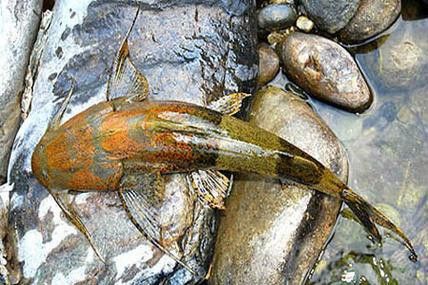 瀾滄江龍魚有刺嗎圖片欣賞