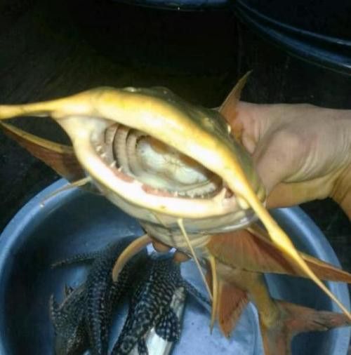 瀾滄江龍魚有刺嗎圖片欣賞
