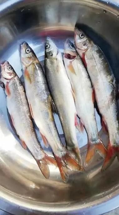 瀾滄江龍魚有刺嗎圖片欣賞