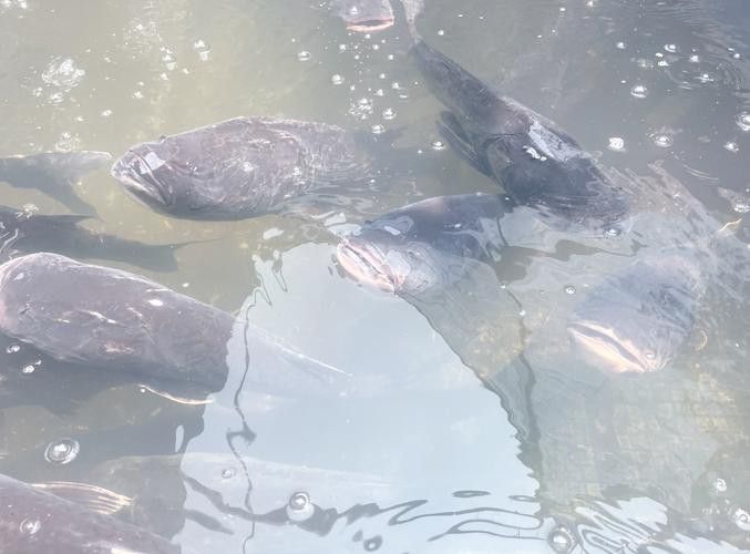 瀾滄江龍魚有刺嗎圖片欣賞