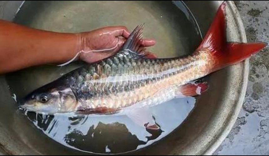 瀾滄江龍魚有刺嗎圖片欣賞