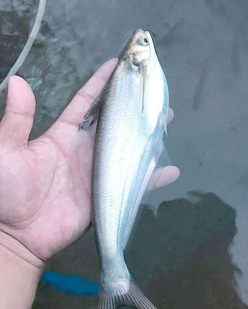 瀾滄江龍魚有刺嗎圖片欣賞