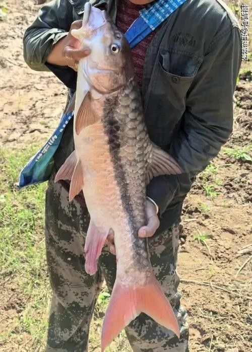 瀾滄江龍魚有刺嗎圖片欣賞